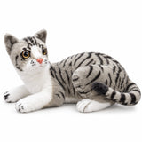 Grey Tabby