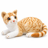 Orange Tabby